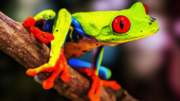Wallpaper Stalk, Background, Blur, Frog, Tree, Eyed, Red, Green, Blue