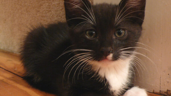 Wallpaper Cat, Stare, Closeup, With, View, Black, White, Look, Kitten