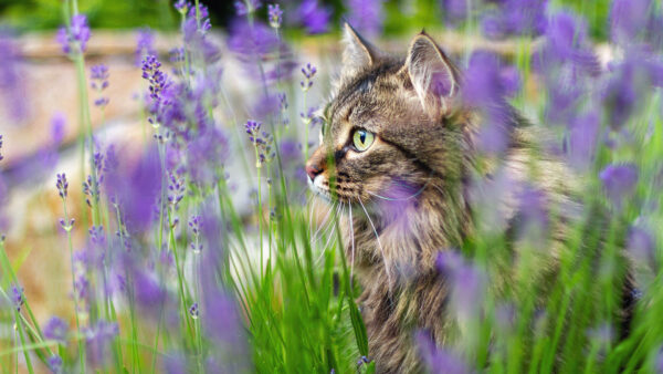 Wallpaper Flowers, Background, Black, Cat, Purple, Yellow, Brown, Blur, Eyes
