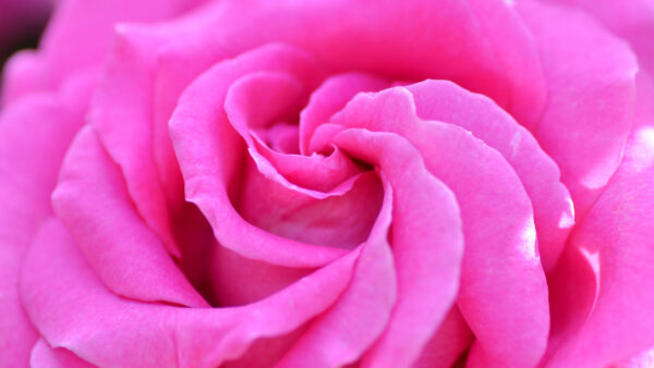 Wallpaper Pink, Desktop, Closeup, Rose