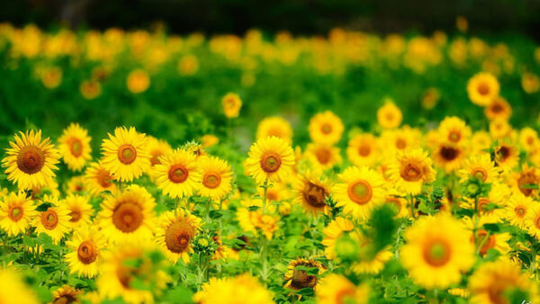 Wallpaper Blur, Sunflower, Sunflowers, Field, Background, Plants