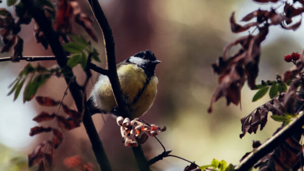 Wallpaper Blue, Blur, Tit, Background, Birds, Branch, Bird, Standing, Tree, Yellow