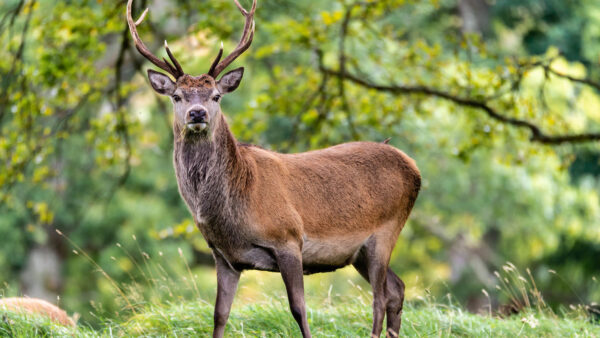 Wallpaper Background, Deer, Trees, Branches, Horns, Blur, With, Standing, Leaves