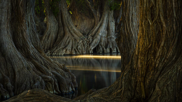 Wallpaper Nature, Trees, Water, Reflection, River, Wood, Trunk