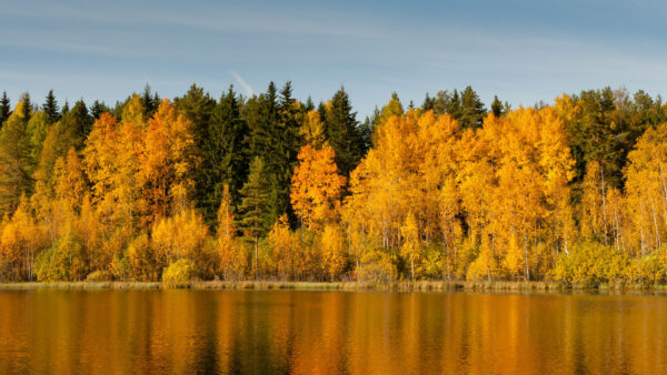 Wallpaper Landscape, Colorful, Forest, Lake, Mobile, View, Reflection, Desktop, Trees, Autumn