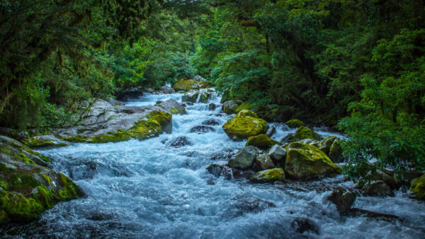 Wallpaper Trees, River, Water, Algae, Mobile, Forest, Stream, Stones, Desktop, Nature, Between, Bushes, Covered