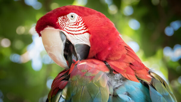 Wallpaper Closeup, Bokeh, Red, View, Macaw, Bird, Birds, Background, Green