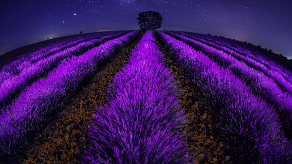 Wallpaper Field, Lavender, Nighttime, Beautiful, Nature, Starry, Sky, Under, Blue, Flowers, During