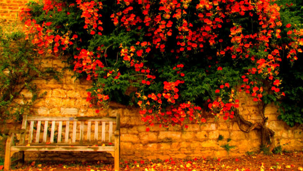 Wallpaper Background, WALL, Plants, Green, Red, Bench, Leaves, Fall, Wood, Flowers