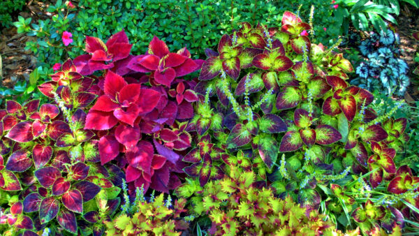Wallpaper Bushes, Nature, Plants, Colorful, Background, Leaves