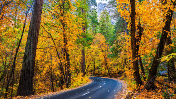 Wallpaper Autumn, Turn, Between, Mountain, Road, Forest, Green, Yellow, Trees, Background