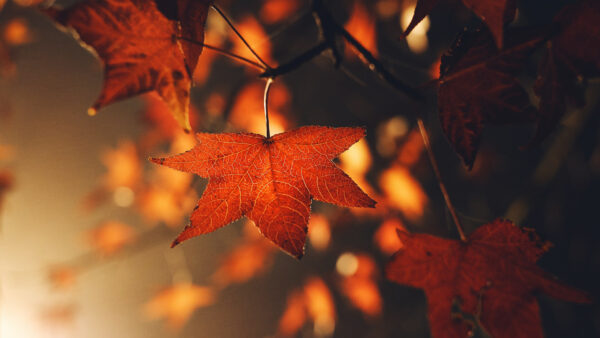 Wallpaper Autumn, Blur, Background, Leaves, Bokeh, Orange