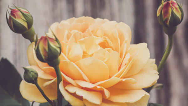 Wallpaper Light, Rose, Buds, Flower, Petals, Yellow