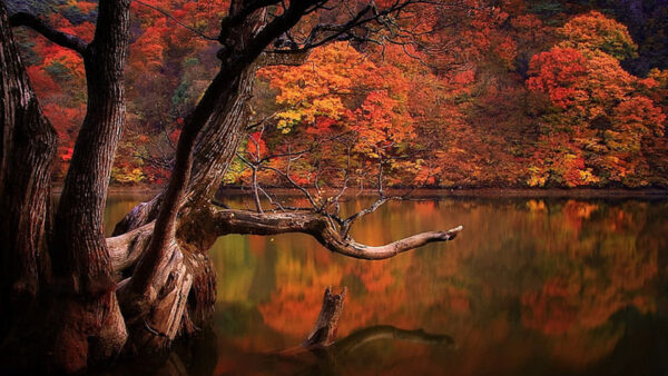 Wallpaper Landscape, Forest, Yellow, River, Trees, Red, Green, Autumn, Reflection, View