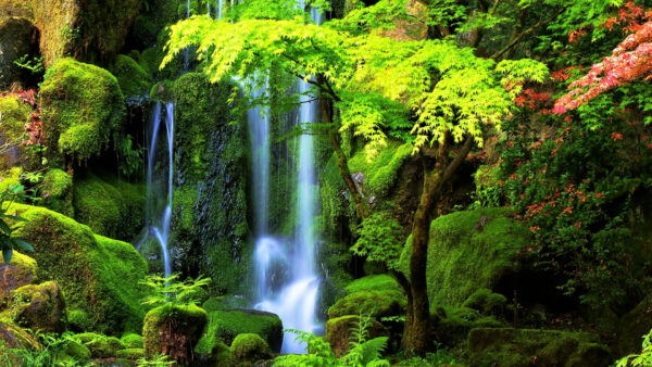 Wallpaper Leaves, Covered, Nature, Green, Scenery, Trees, Algae, Stones, Branches, Waterfalls, Beautiful