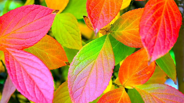 Wallpaper View, Red, Green, Closeup, Autumn, Leaves, Yellow
