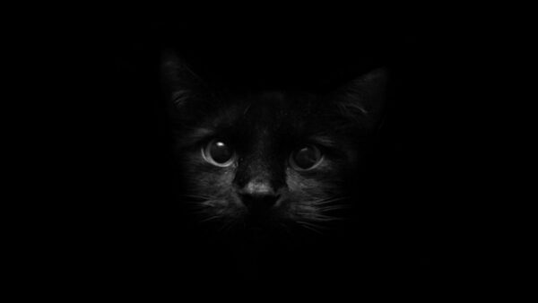 Wallpaper Background, Kitten, Cat, Face, Black