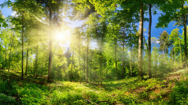 Wallpaper Blue, Nature, Forest, Trees, Sky, Background, Sunrays, Green