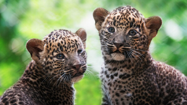 Wallpaper Are, Background, Bokeh, Two, Cubs, White, Leopard, Green, Sitting, Blur
