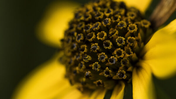 Wallpaper Flower, Petals, Yellow, Desktop, Background, Pistils, Blur, Photography, Mobile
