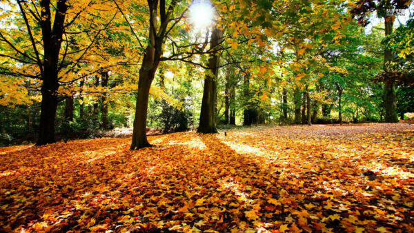 Wallpaper Green, Autumn, Sunbeam, Trees, Yellow, Fall, Forest, With