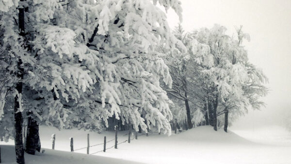 Wallpaper Frozen, Winter, White, Background, Branches, Leaves, Fence, Tree, Field, Beautiful, Snow