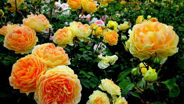 Wallpaper Orange, Petals, Buds, Flowers, Plants, Leaves, Yellow, Green, Rose