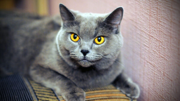 Wallpaper Yellow, Black, Cloth, Lying, Down, Eyes, Fur, With, Cat, Near, WALL, Grey