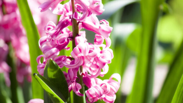 Wallpaper Flower, Green, Blur, Photography, Pink, Light, Background, Leaves