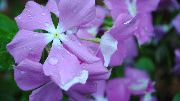 Wallpaper Blur, Leaves, Background, Green, With, Drops, Water, Purple, Flowers, White