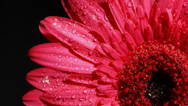 Wallpaper Flower, Pink, Gerbera
