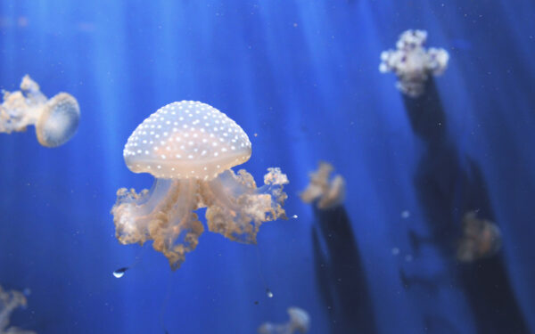 Wallpaper Aquarium, Jellyfishes