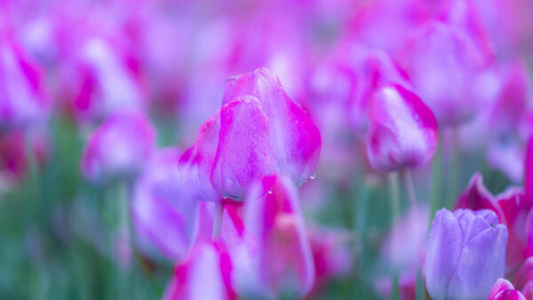 Wallpaper Purple, Tulip, Flowers, Flower, Desktop, Spring