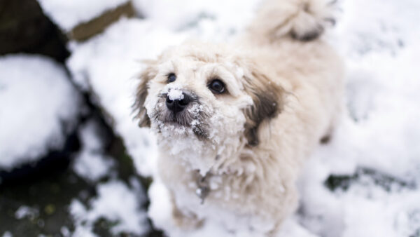 Wallpaper Snow, Dog, Cute, Winter