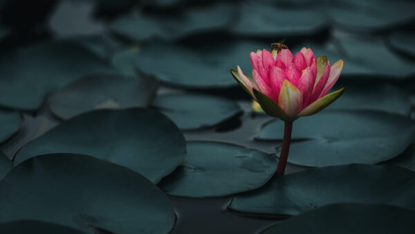 Wallpaper Images, Background, Water, 4k, Desktop, 5k, Cool, Pc, Lotus, Bee