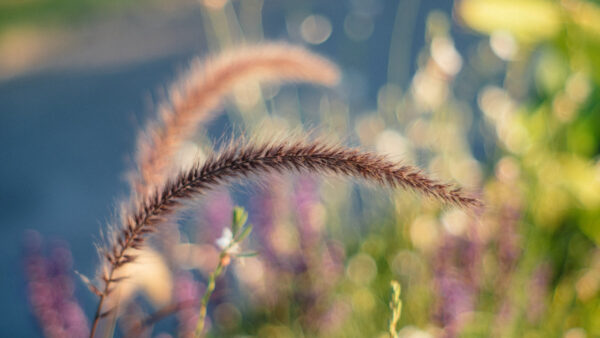 Wallpaper Tails, Bokeh