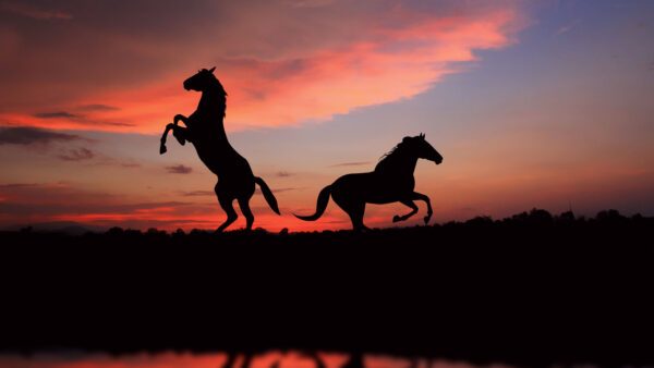 Wallpaper Background, Mobile, Sunset, Sky, Horses, Desktop, With, Horse