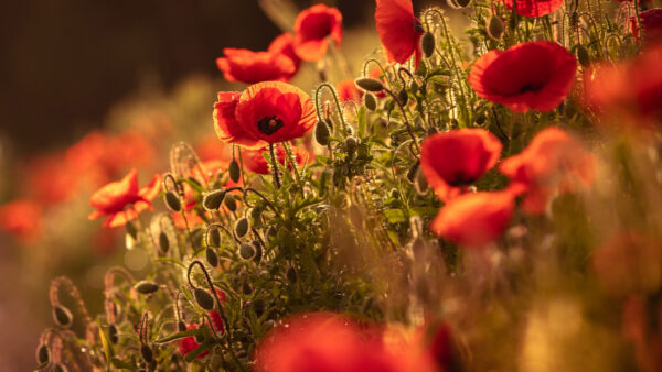 Wallpaper Red, Flower, Flowers, Desktop, Earth, Poppy, Summer