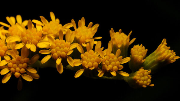 Wallpaper Yellow, Flowers, Background, Desktop, Black