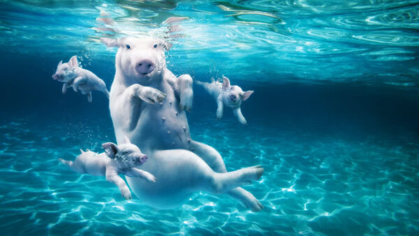 Wallpaper Dive, Pig, Swimming, Under water