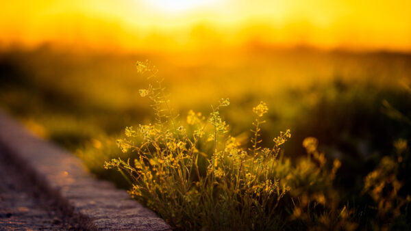 Wallpaper Nature, Sunlight, Plant, Desktop, Green, With, Leafed