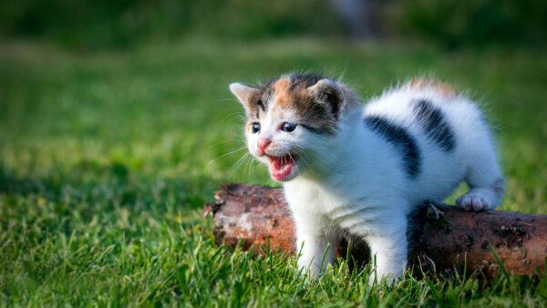 Wallpaper Mobile, Desktop, The, Field, White, Kitten, Brown, Black, And, With, Grass