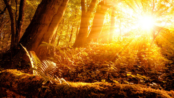 Wallpaper Mobile, Sunbeam, Nature, Desktop, With, Forest