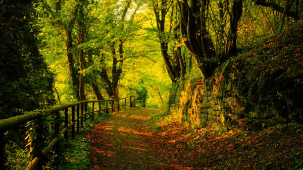 Wallpaper And, Green, Stone, Trees, Surrounded, Autumn, Between, Rock, Forest, Desktop, Nature, Fence, Path