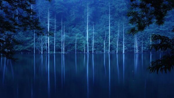 Wallpaper Hillside, Trees, Fog, Nighttime, Desktop, Forest, During, Green, Covered, With, Nature, Lake