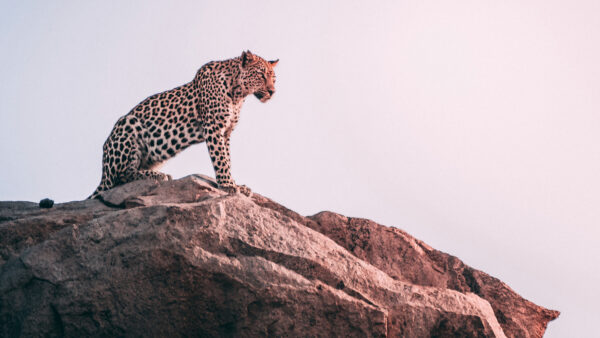 Wallpaper Cheetah, Desktop, Animals, Sitting, Sightseeing, And, Rock
