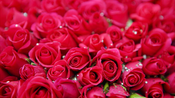 Wallpaper Flowers, Background, Red, Petals, Roses