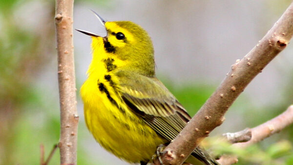 Wallpaper Warbler, Desktop, Birds, Yellow, Black, Prairie, Tree, Branch