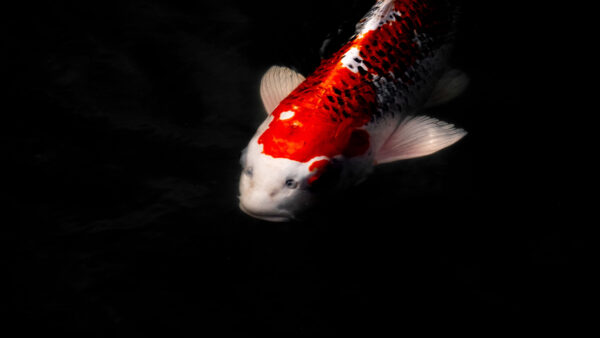 Wallpaper Red, Background, White, Black, Goldfish, Fish