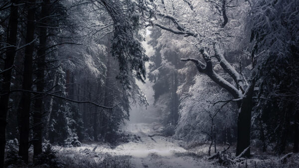Wallpaper Forest, Trees, Covered, Winter, Background, Snow, Mist